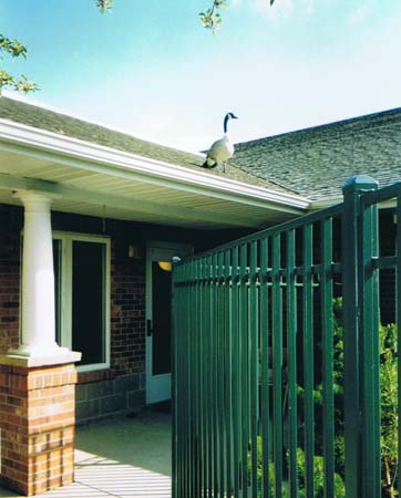 05goose_on_a_roof